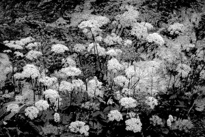 170629-612b-fleurs blanches